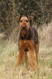 AIREDALE TERRIER 359